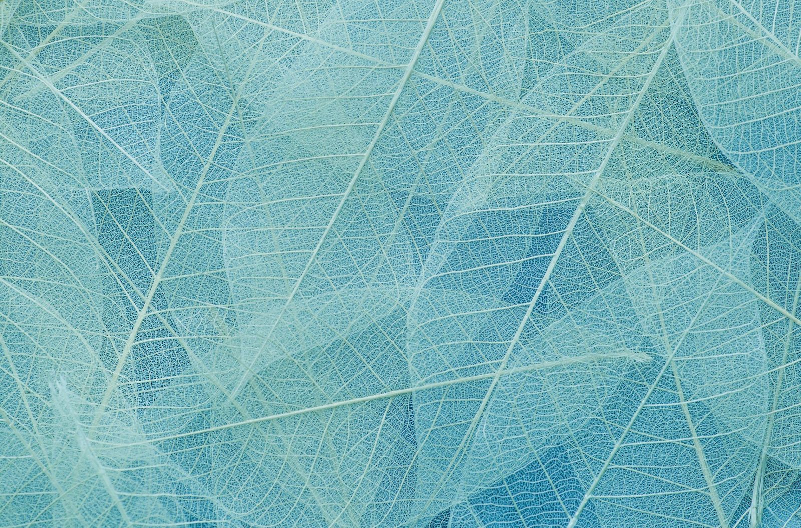 Delicate light blue translucent leaves overlapping, creating an intricate, airy pattern with visible veins throughout the image.