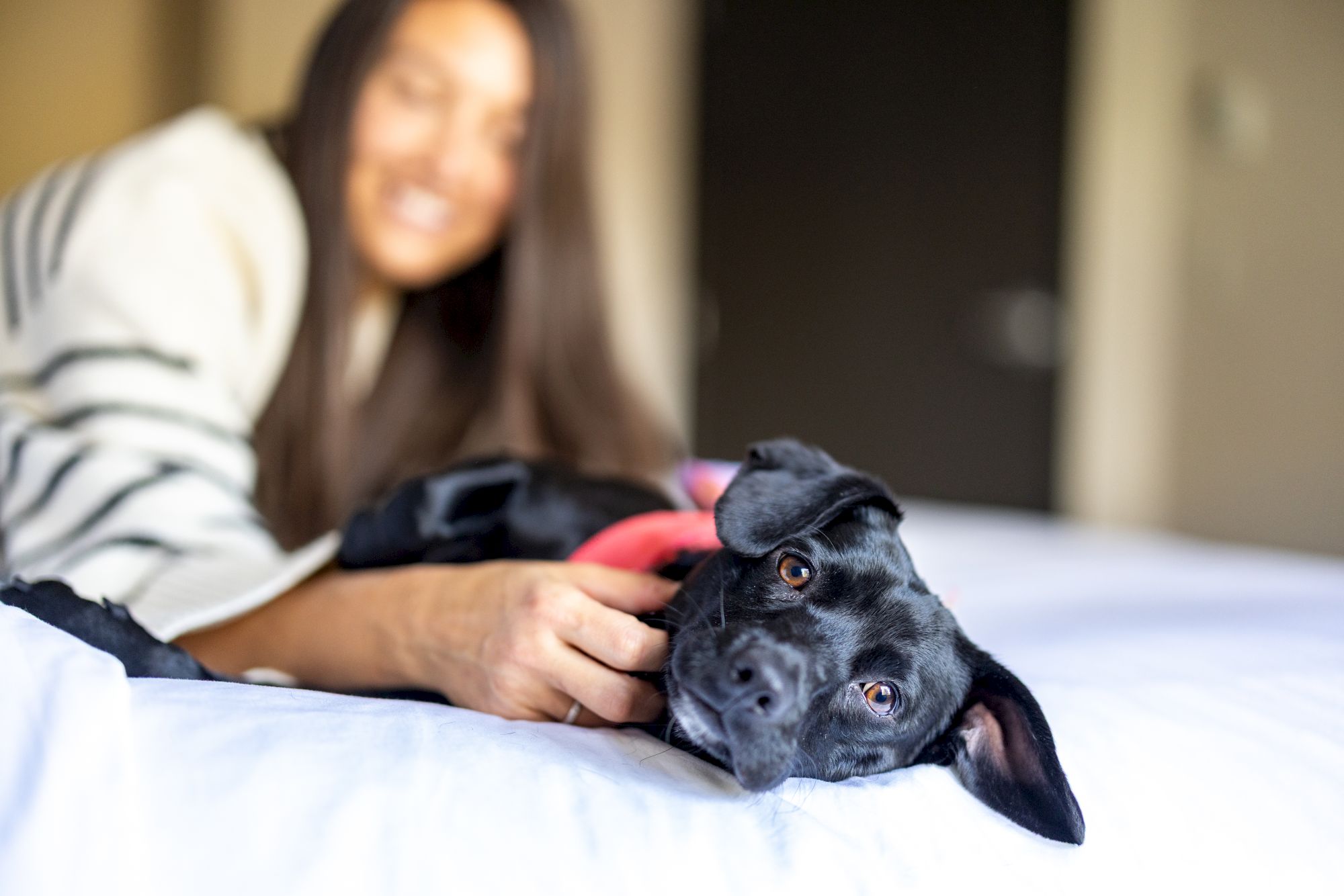 A black dog lying on a bed with a red collar being fondled by a smiling person in the background, creating a cozy, playful scene.