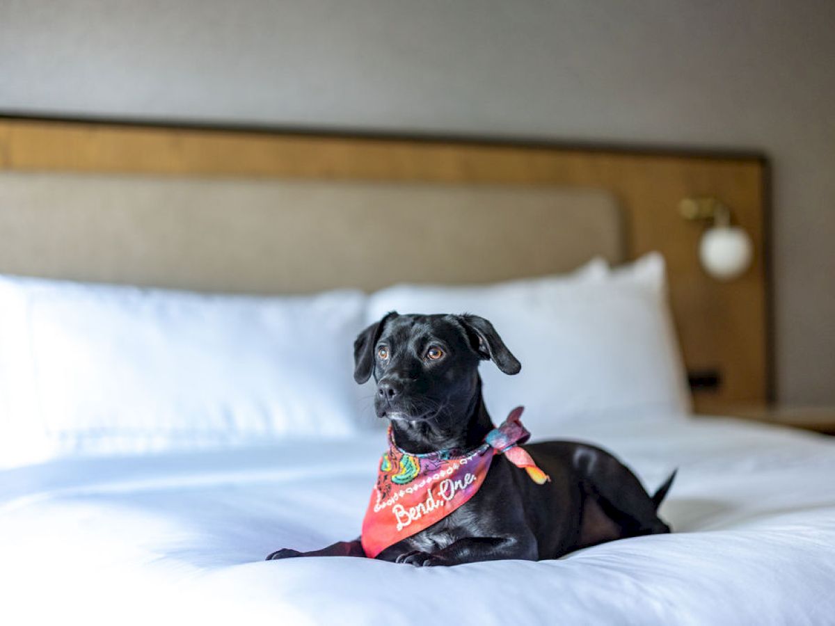 A small black dog wearing a red bandana sits on a white bed in a cozy hotel room, looking at the camera with big eyes.