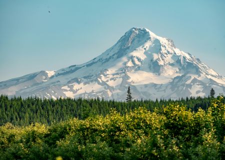 A snow-capped mountain rises above a lush forest, with a clear blue sky and a single bird in flight.