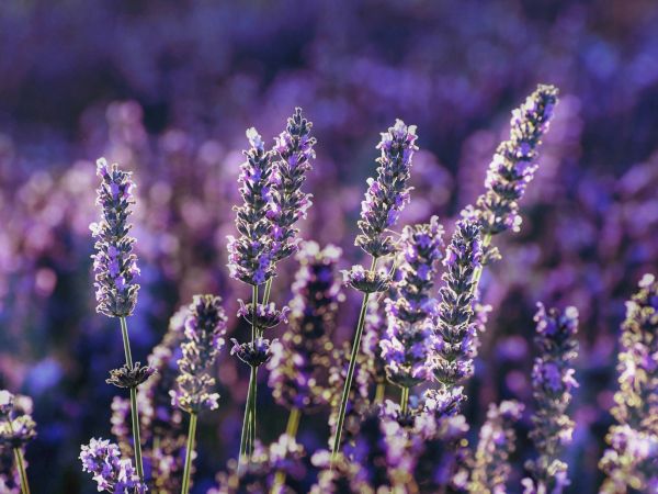 Purple lavender flowers sway in a sunlit field, tall spikes dotted with tiny blossoms create a dreamy, fragrant meadow scene.
