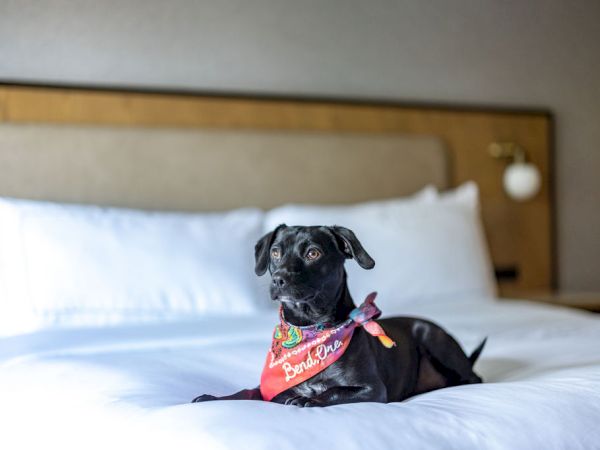 A black dog in a colorful bandana lies on a bed and looks at the camera.