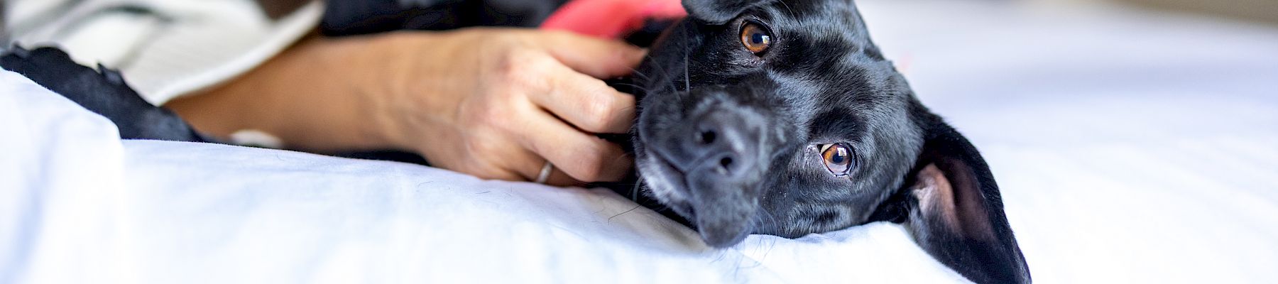 A blurred woman lies on a bed, holding and cuddling a close-up black dog with bright eyes.
