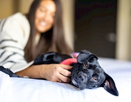 A blurred woman lies on a bed, holding and cuddling a close-up black dog with bright eyes.