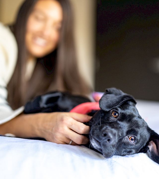 A blurred woman lies on a bed, holding and cuddling a close-up black dog with bright eyes.