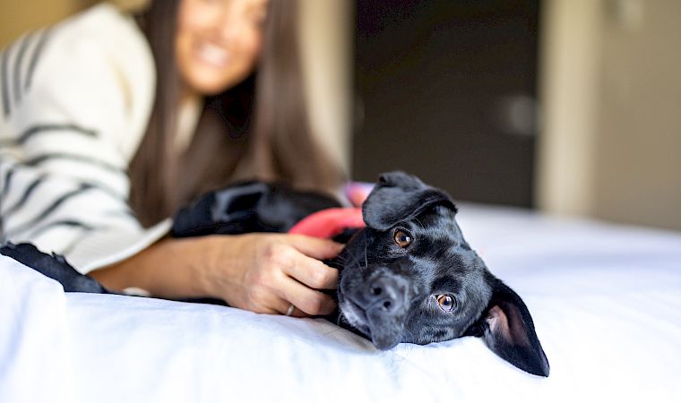 A blurred woman lies on a bed, holding and cuddling a close-up black dog with bright eyes.