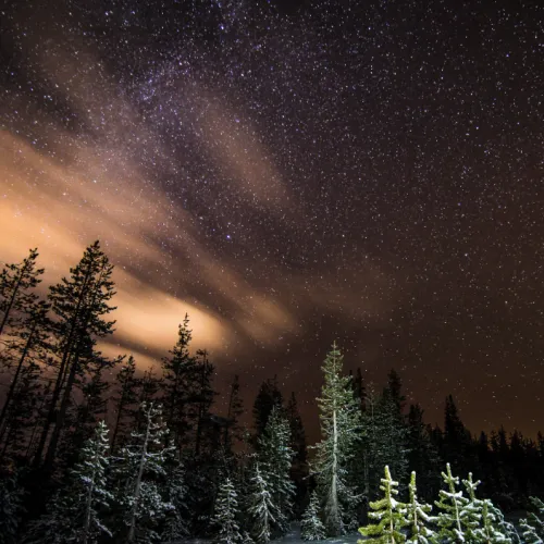 A star-filled night sky with the Milky Way over a dark pine forest.